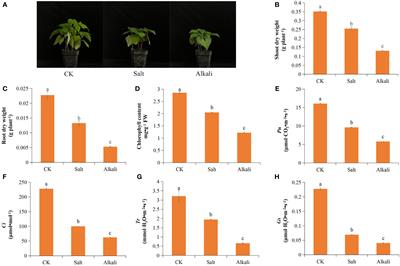 Comprehensive analysis of the aldehyde dehydrogenase gene family in Phaseolus vulgaris L. and their response to saline–alkali stress
